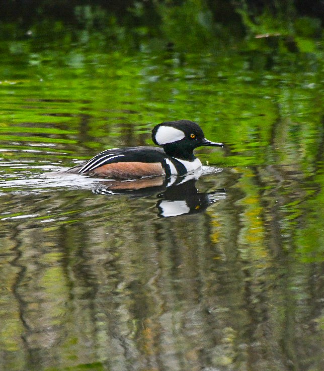 Hooded Merganser - ML646600807