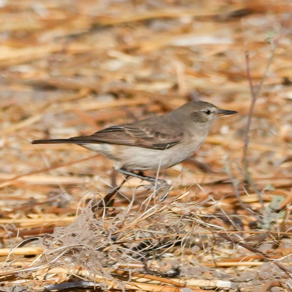 Spot-billed Ground-Tyrant - ML646600808