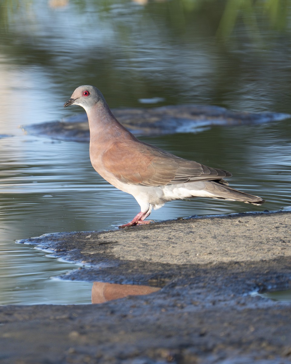 Pale-vented Pigeon - ML646600809