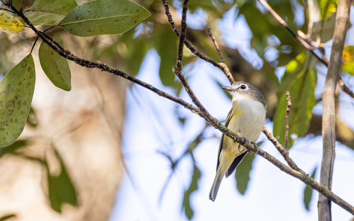 Blue-headed Vireo - ML646600810