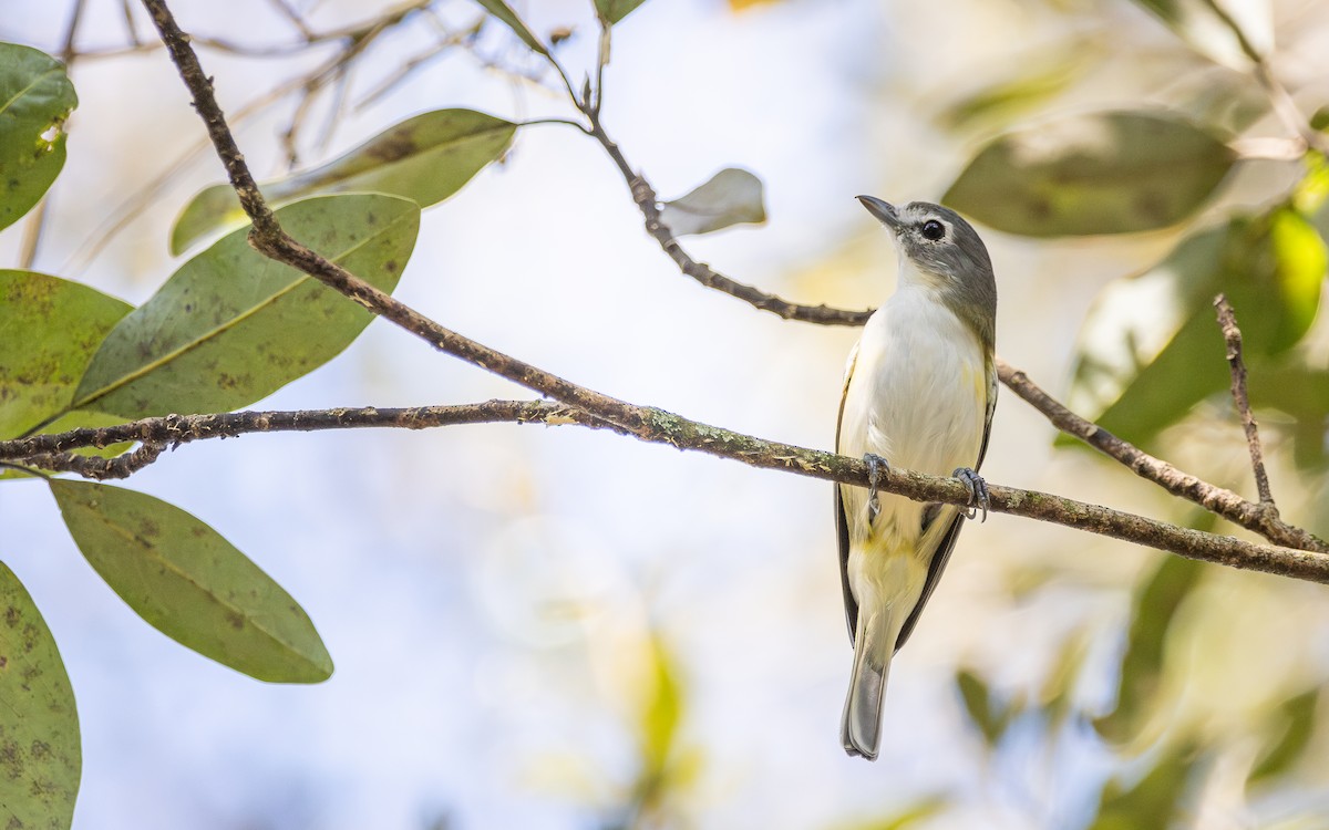 Blue-headed Vireo - ML646600811
