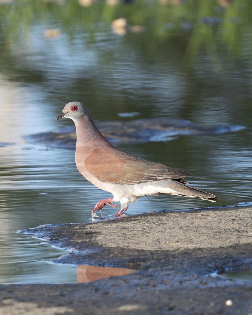 Pale-vented Pigeon - ML646600812