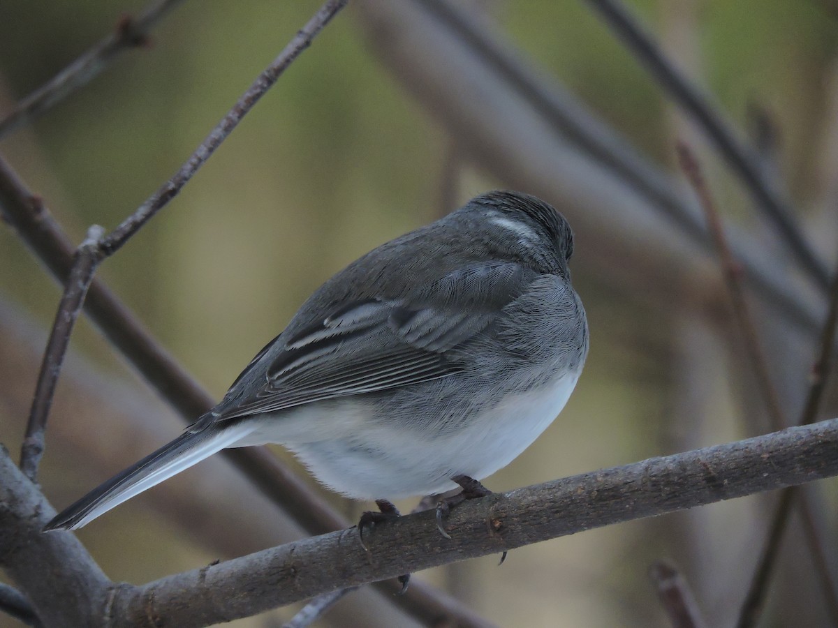 Dark-eyed Junco (Slate-colored) - ML646600813