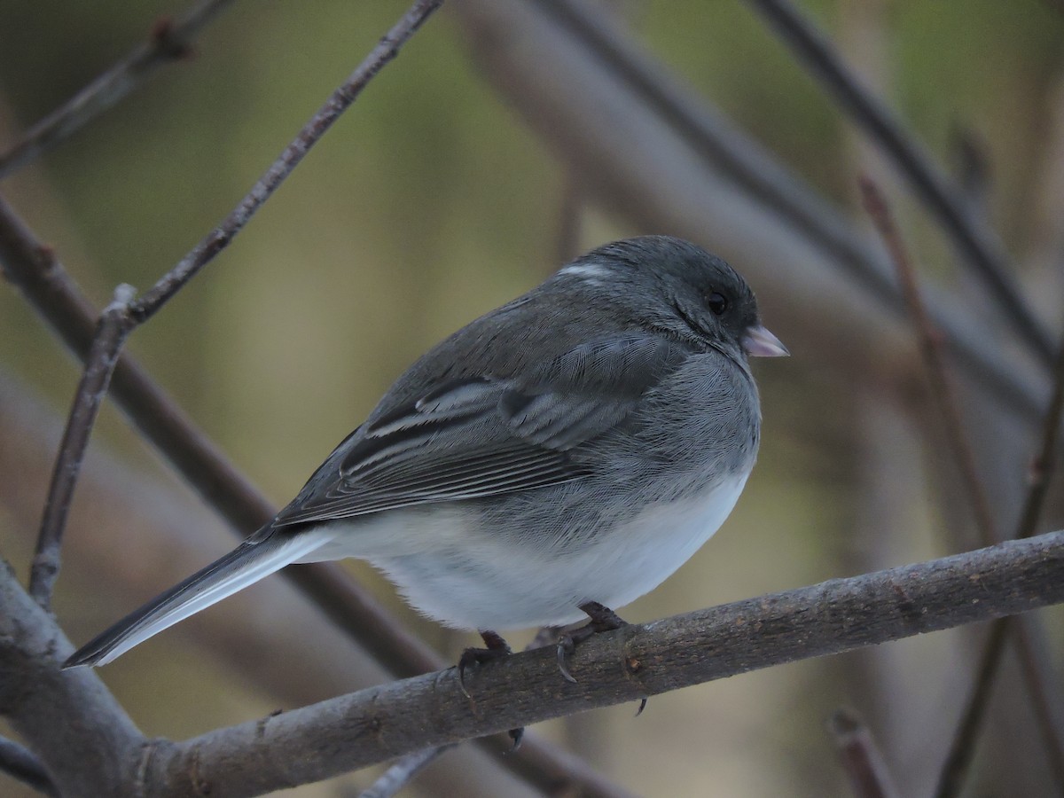 Dark-eyed Junco (Slate-colored) - ML646600814