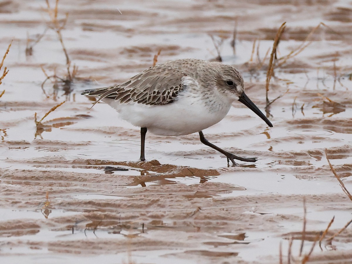 Dunlin - ML646600815