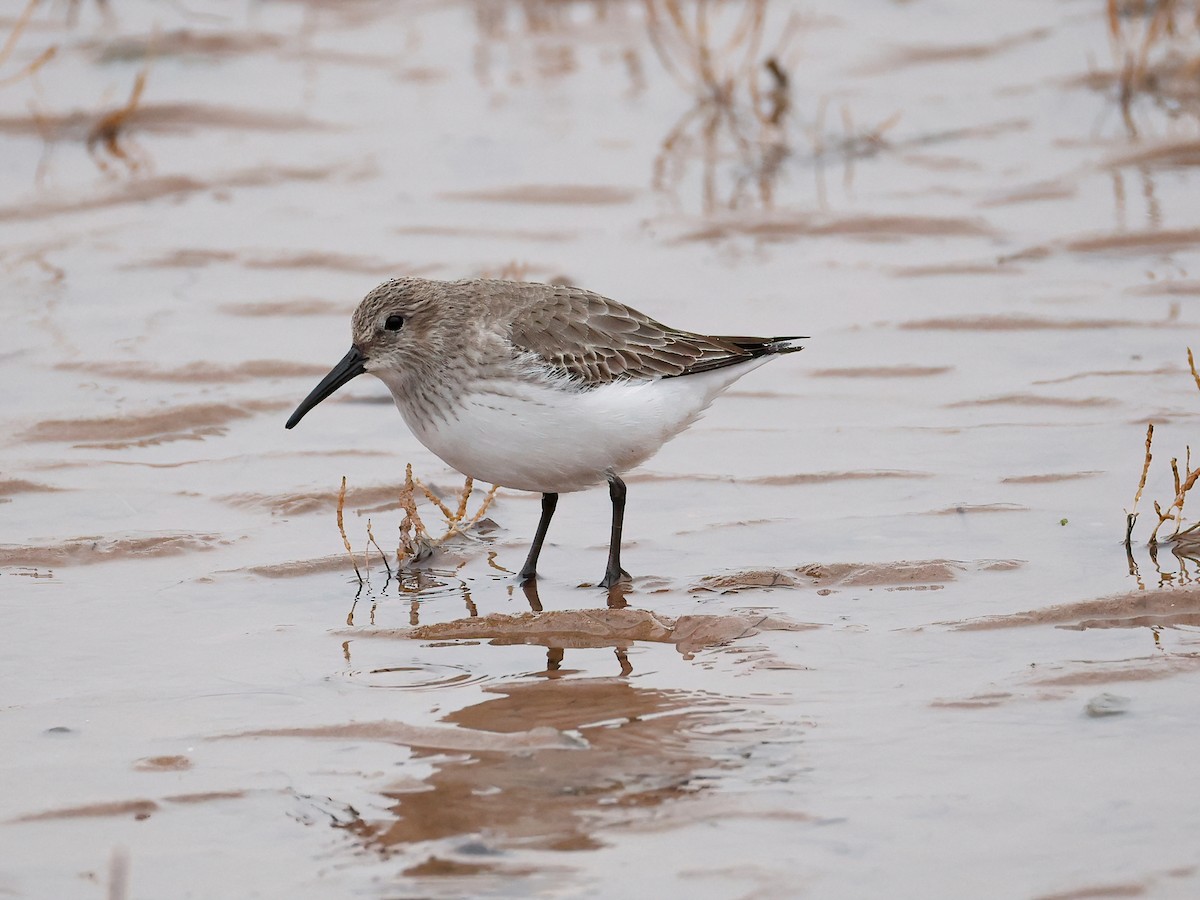 Dunlin - ML646600816