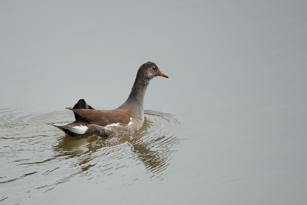 Common Gallinule - ML646600817