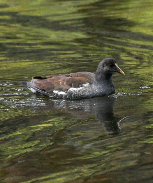Common Gallinule - ML646600818