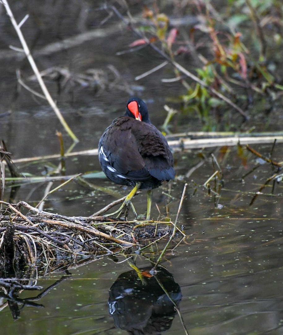 Common Gallinule - ML646600819