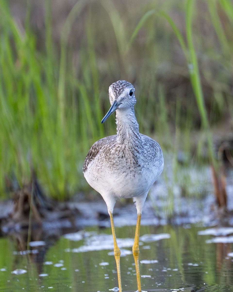 Greater Yellowlegs - ML646600822