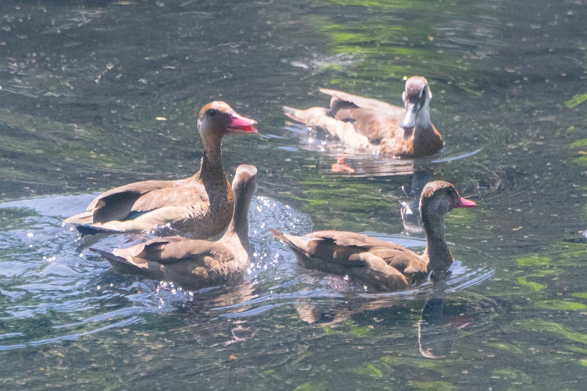 Brazilian Teal - ML646600825