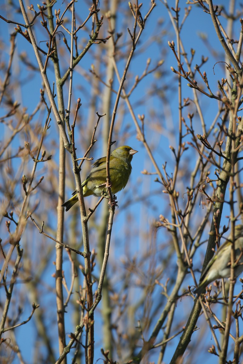 European Greenfinch - ML646600826