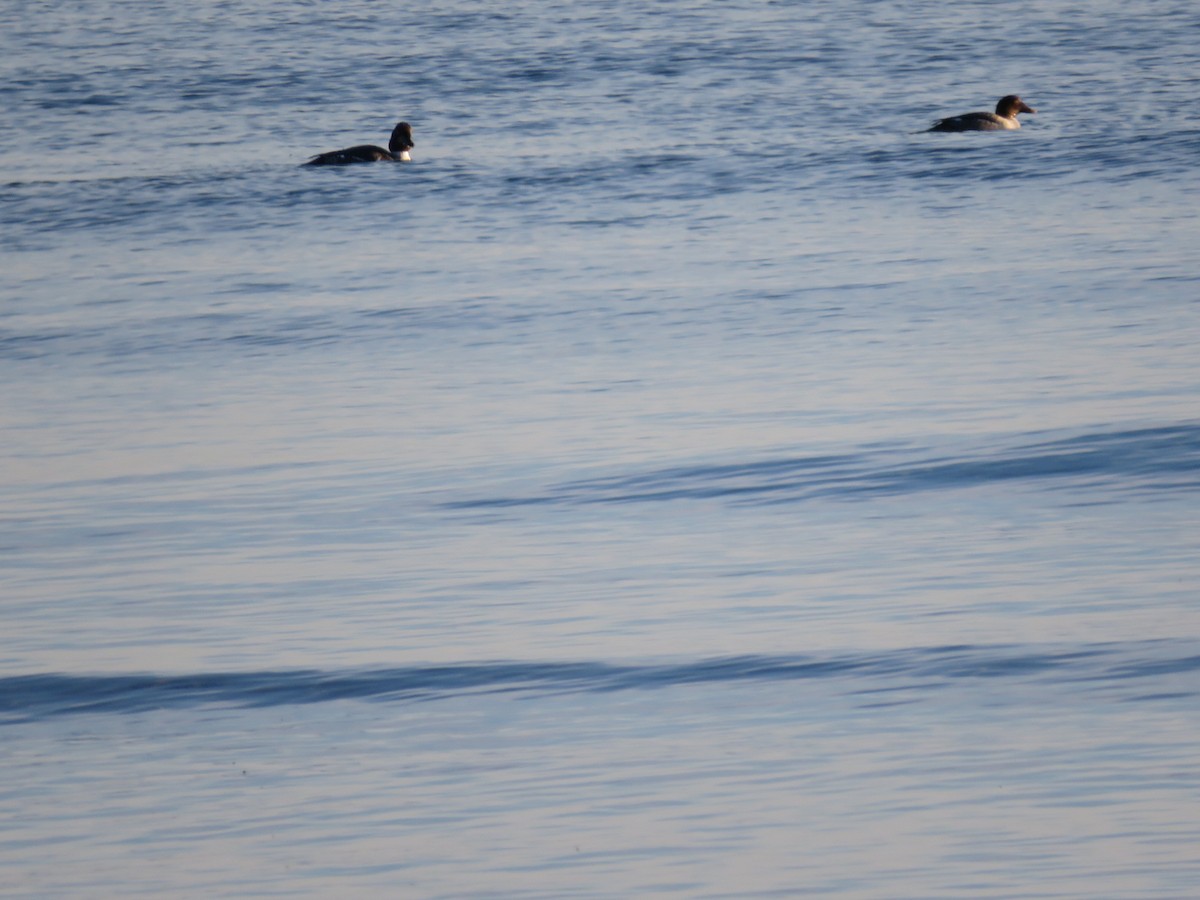 鵲鴨 - ML646600827