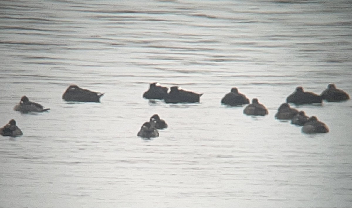 Surf Scoter - ML646600828