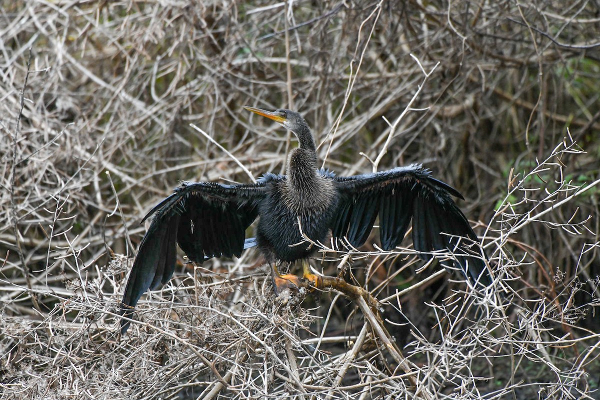 Anhinga - ML646600829