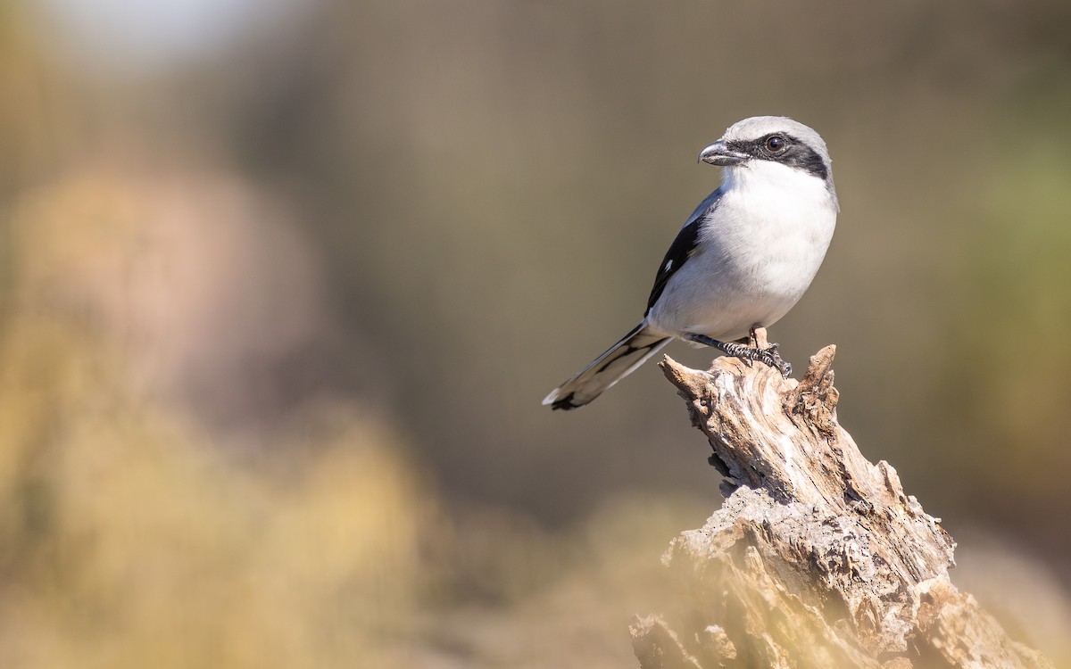 Loggerhead Shrike - ML646600837