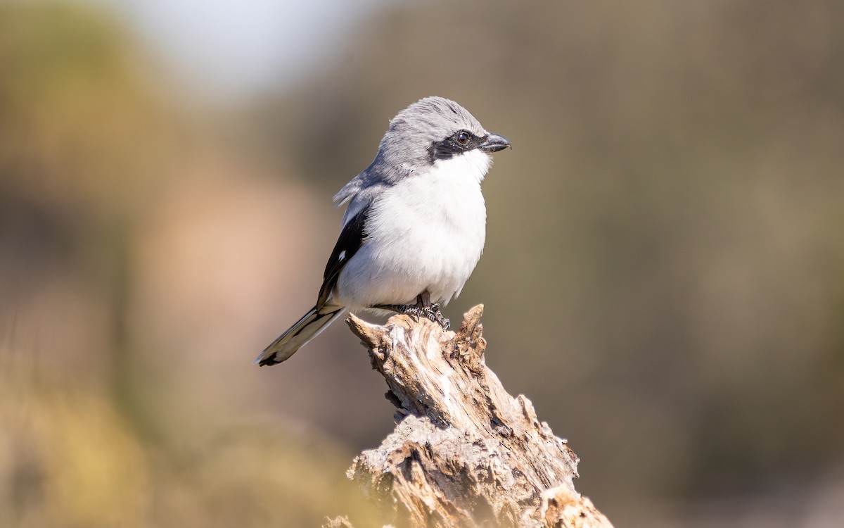 Loggerhead Shrike - ML646600838
