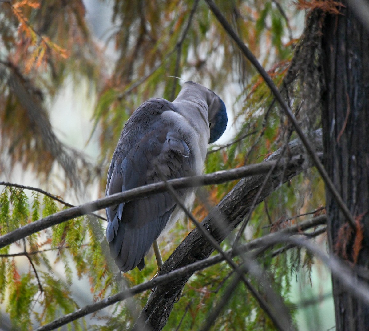 Black-crowned Night Heron - ML646600840