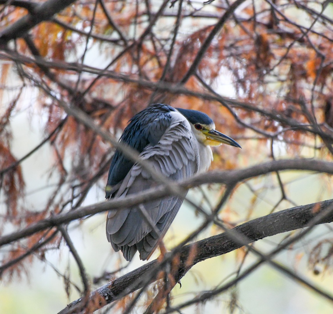 Black-crowned Night Heron - ML646600841