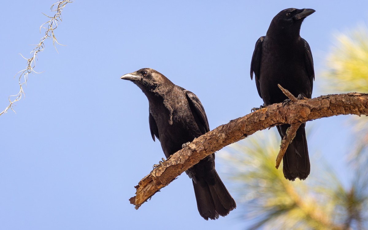 American Crow - ML646600842