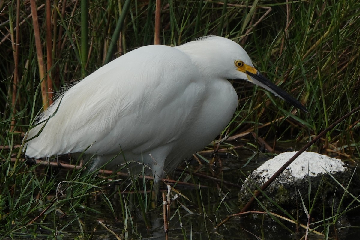 Snowy Egret - ML646600843