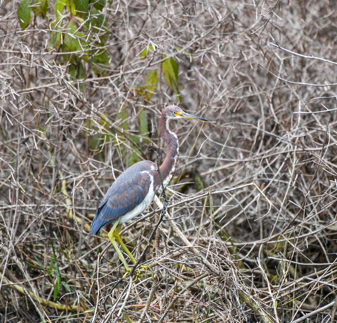 Tricolored Heron - ML646600846