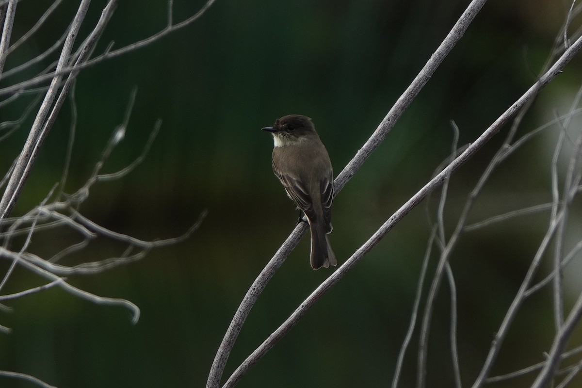 Eastern Phoebe - ML646600852