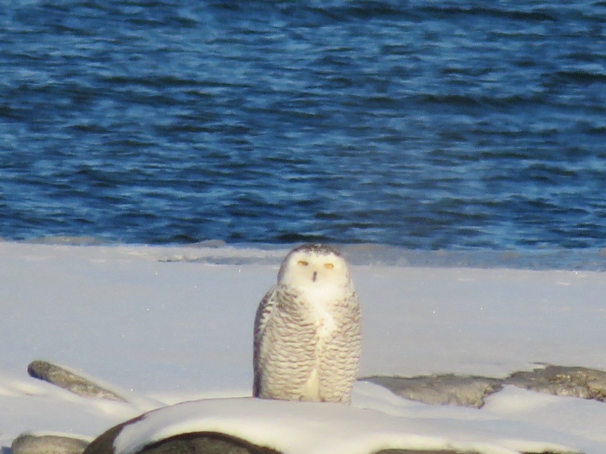 Snowy Owl - ML646600853