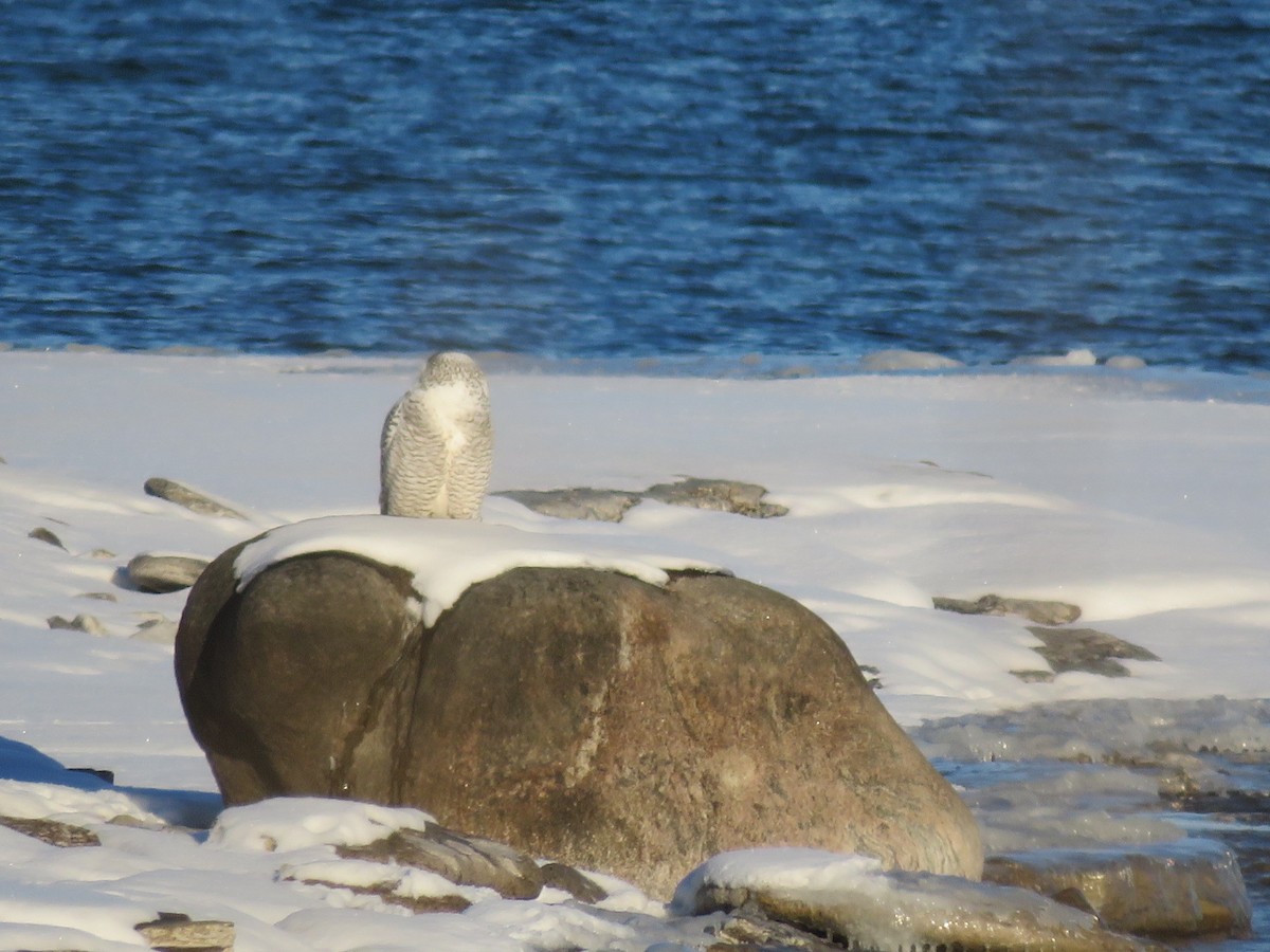 Snowy Owl - ML646600854