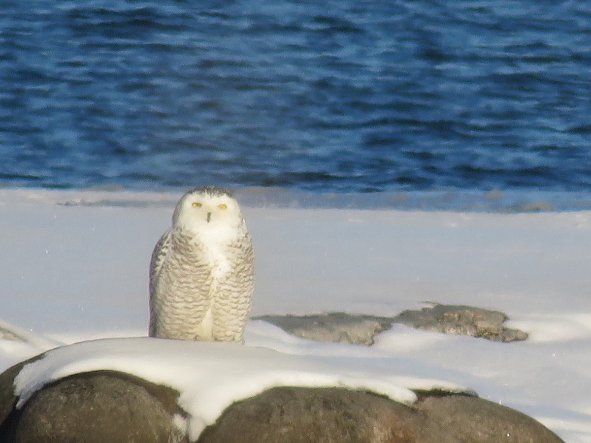 Snowy Owl - ML646600855