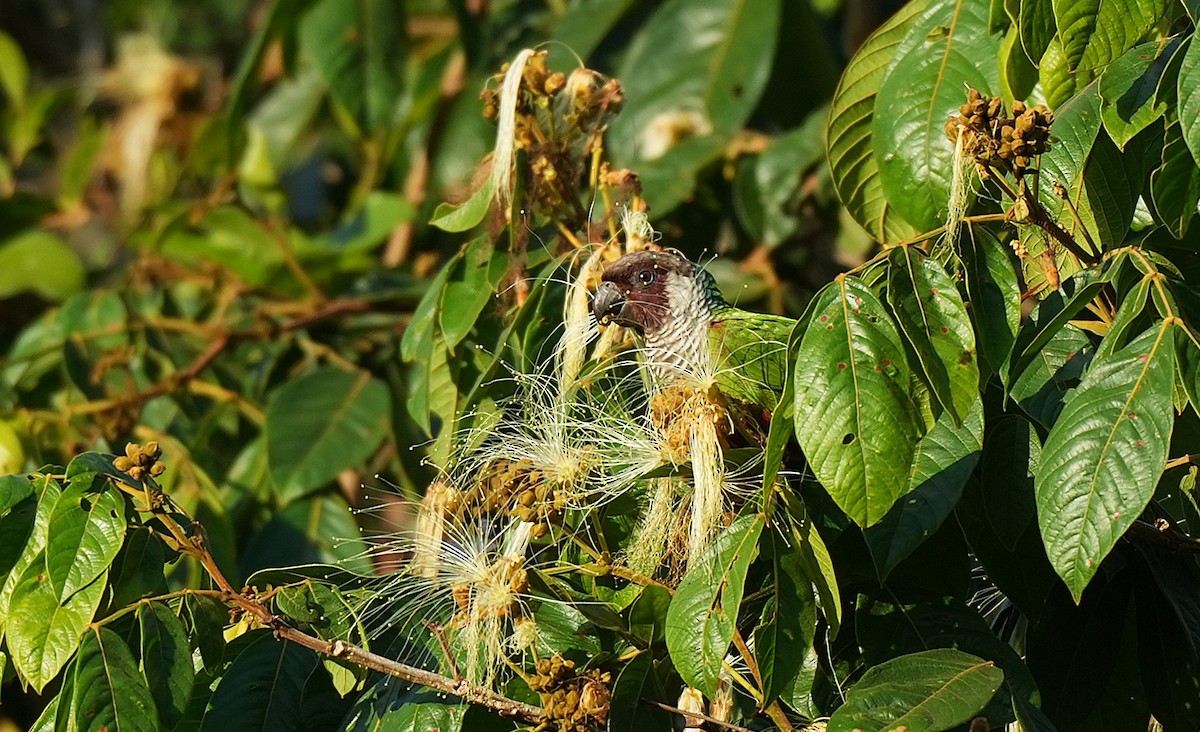 Gray-breasted Parakeet - ML646600860