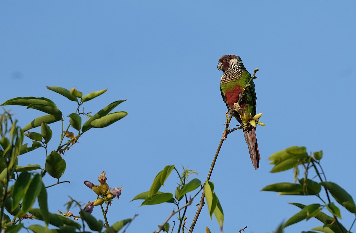 Gray-breasted Parakeet - ML646600861