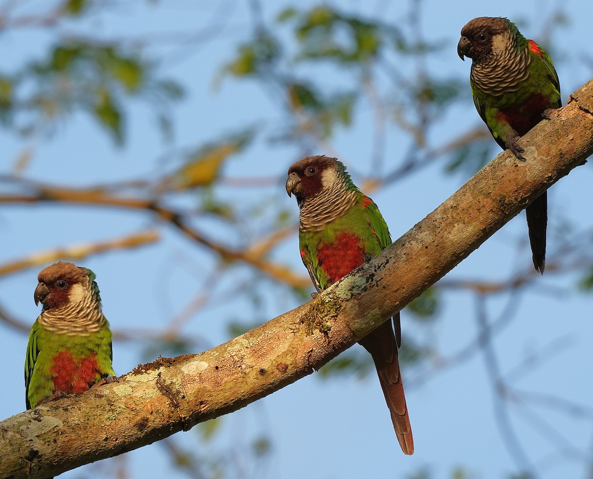 Gray-breasted Parakeet - ML646600862