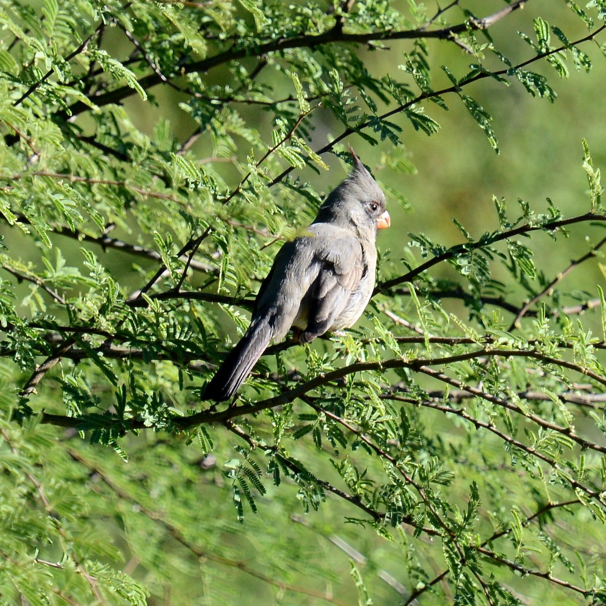 ørkenkardinal - ML646600863