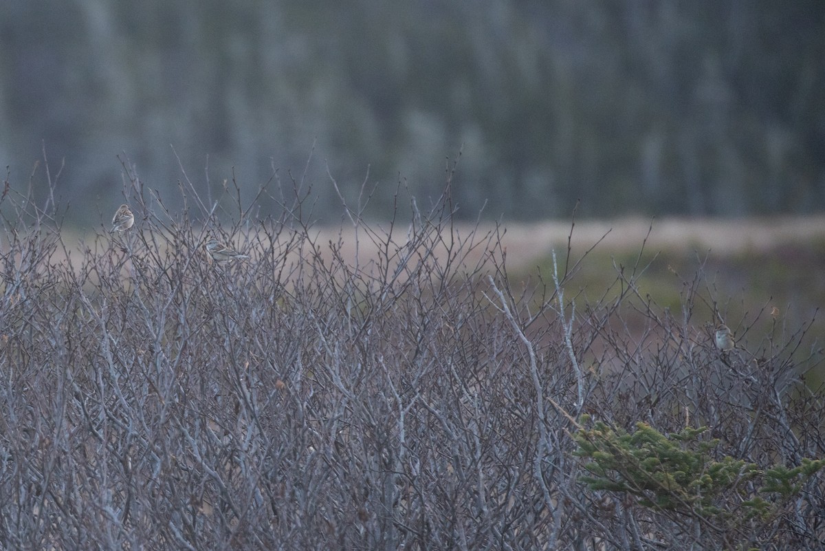 American Tree Sparrow - ML646600864