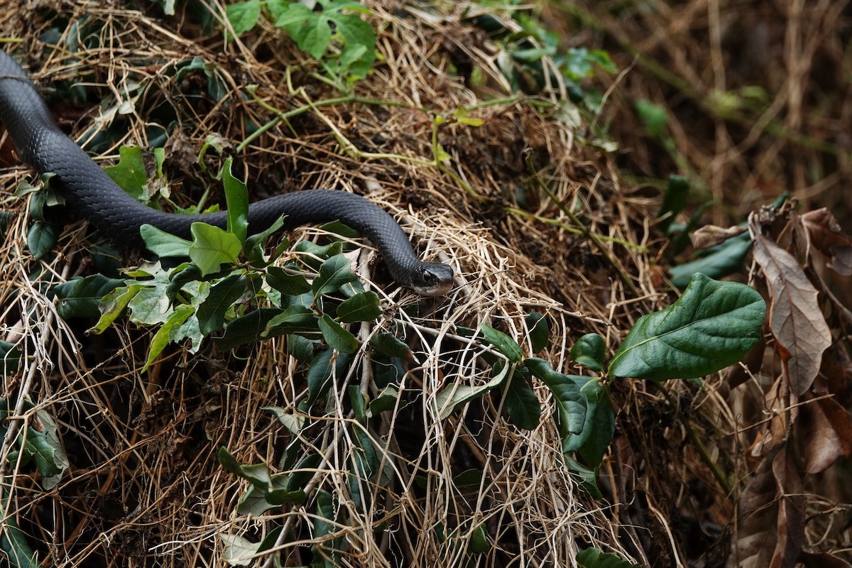 黑遊蛇 - ML646600865