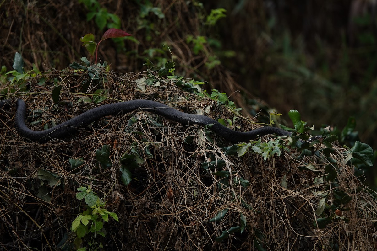 黑遊蛇 - ML646600867