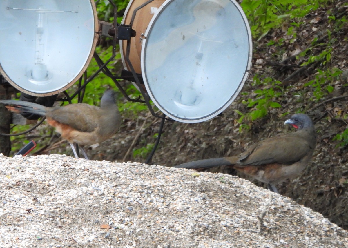 Чачалака рудогуза - ML646600868