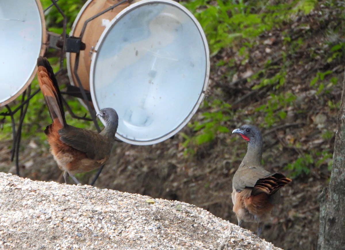 Чачалака рудогуза - ML646600869