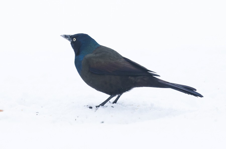 Common Grackle - ML646600870