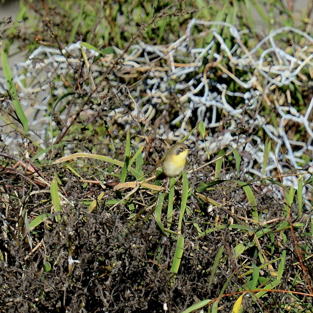 nordgulstrupe - ML646600871