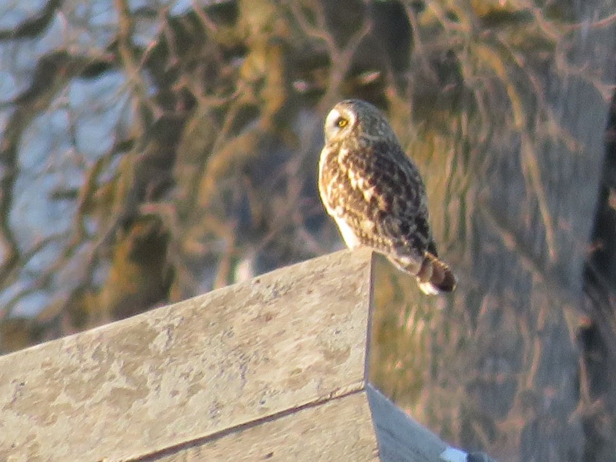 短耳鴞 - ML646600874