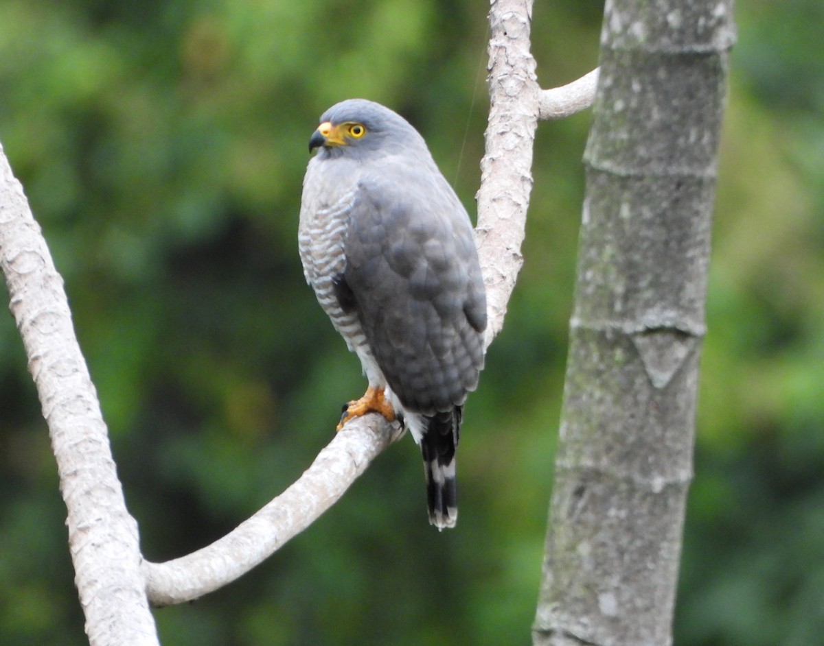 káně krahujová - ML646600879