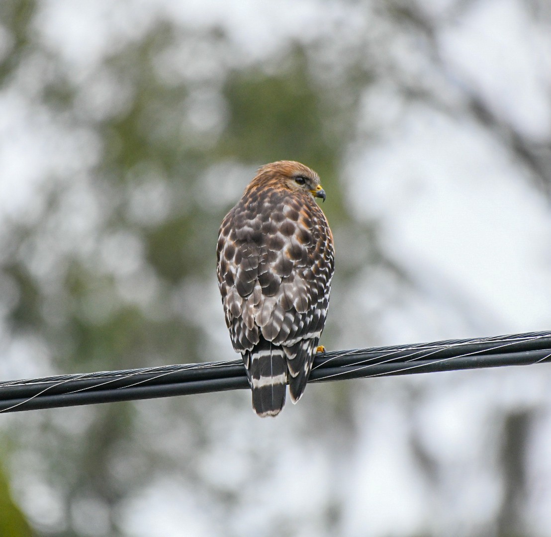 Red-shouldered Hawk - ML646600881
