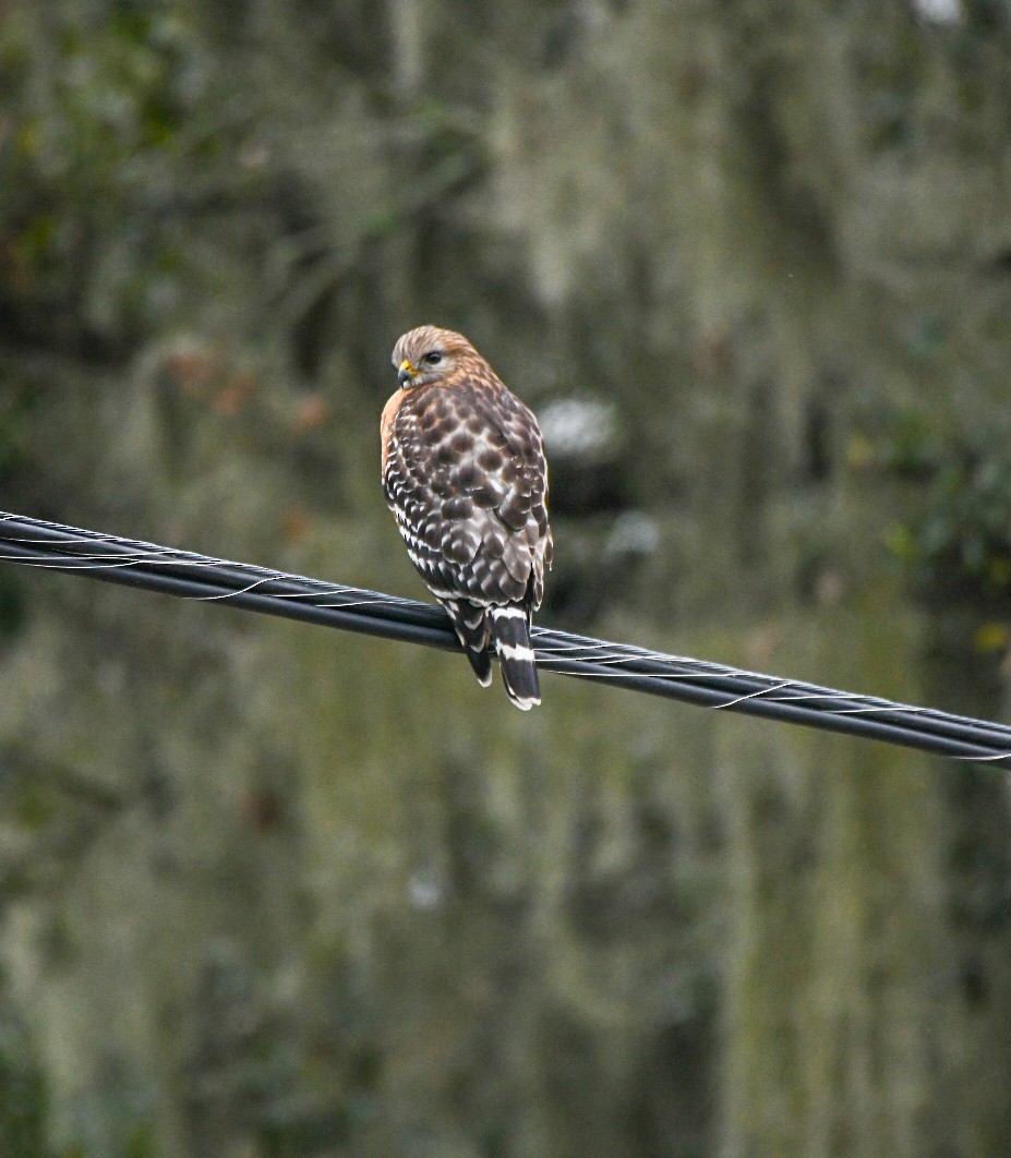 Red-shouldered Hawk - ML646600882