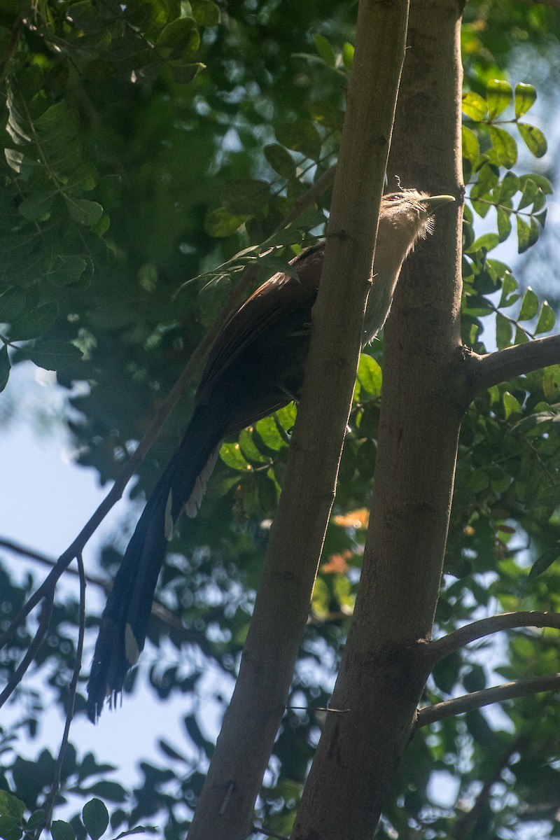 Common Squirrel-Cuckoo - ML646600886