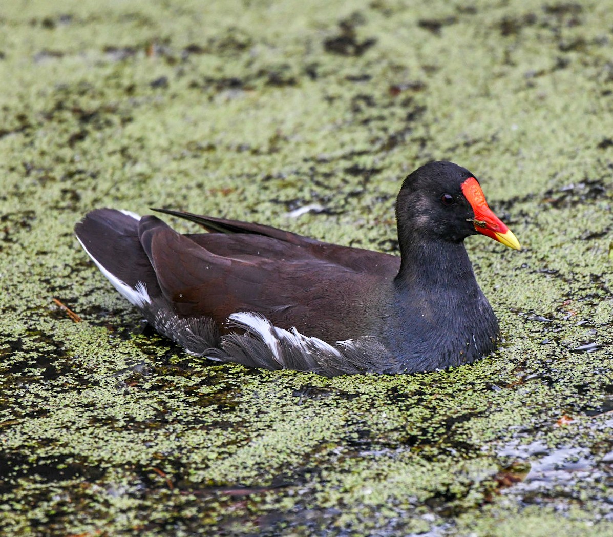Common Gallinule - ML646600887