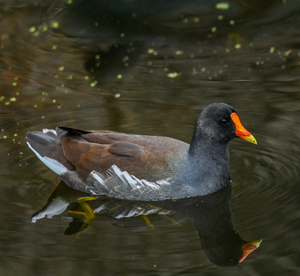 Common Gallinule - ML646600888