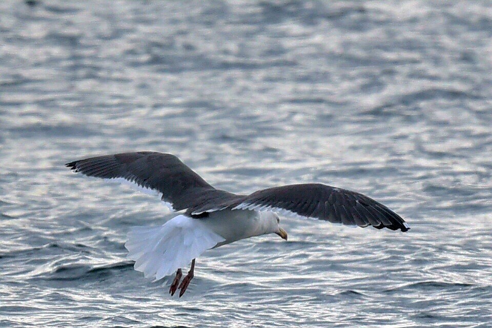 Great Black-backed Gull - ML646600890
