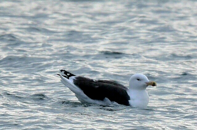 Great Black-backed Gull - ML646600891